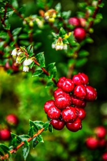Chaura berry, (lat. Gaultheria pumila), Chilean dwarf raspberry grows in the beach zone of the