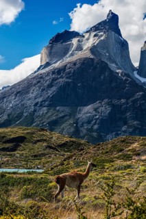Guanaco herd at Lagunas Melizas, Torres del Paine National Park, Patagonia, Chile, South America