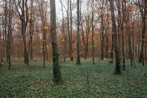 Krefeld, city forest