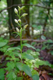 White Helleborine (Cephalanthera damasonium), orchid, Kocher valley, Kocher, Rosengarten, Germany,