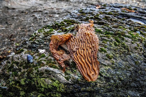 Washed up kelp and mussels in the beach zone of the Aquilar glacier, Cordillera Darwin, northeast