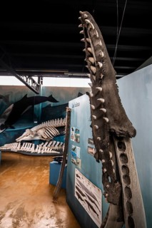 Whale museum at Estancia Harberton, Beagle Channel, Ushuaia, Argentina, South America