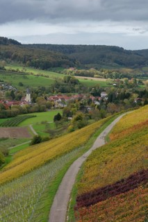 Golden October in the vineyard, Steinbacher Tal, Pfedelbach, Pfedelbach-Untersteinbach, Hohenlohe,