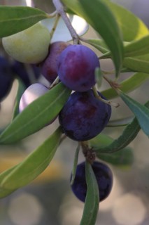Olive branch, olive-tree, olive-branch, shady, shady, fruity