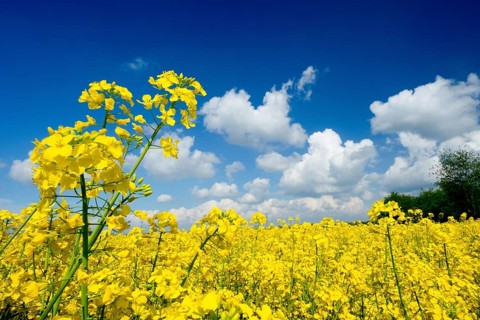 Rape field, trees, rape, summer, blue sky, cumulus clouds, landscape, blooms, blooming, rape
