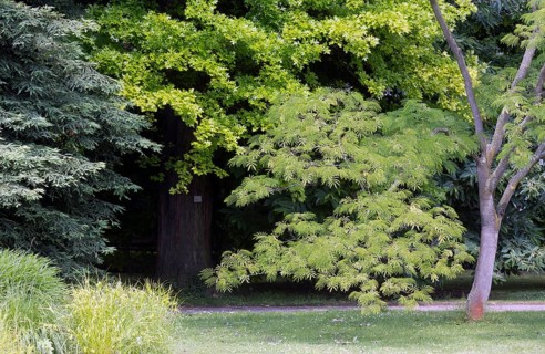 English lot near the Alpinum, various trees and leaf shapes