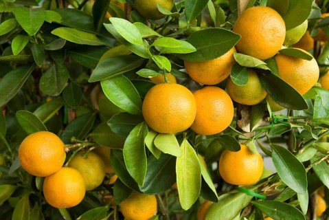 Orange fruit Bonsai Tree at Malaysia Asia