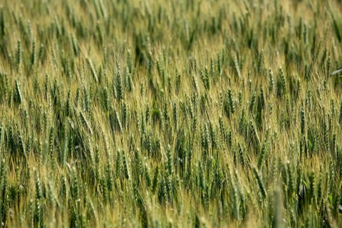 Wheat in fields in Punjab, India, Asia