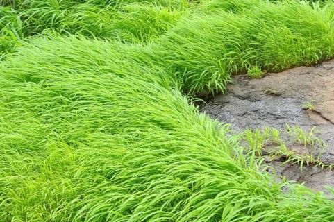 Swinging grass fine art shot