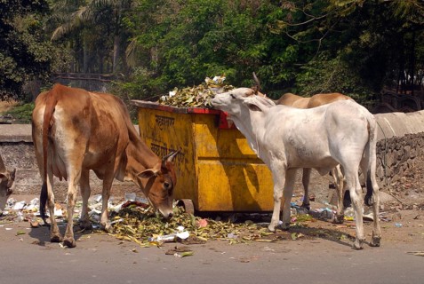 Cows eating garbage at foot of Parvati Pune, Maharashtra, India, Asia