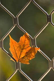 Maple leaf dried and withered in autumn and trapped in window grill