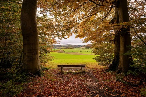 Idyllic resting place with a wooden bench under trees with autumnal foliage, wide view of fields in