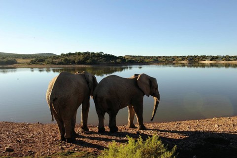 Elephant south africa