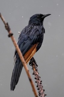 Red-winged Starling (Onychognathus morio), Qwabi Private Game Reserve, Biosphere Reserve, Limpopo,