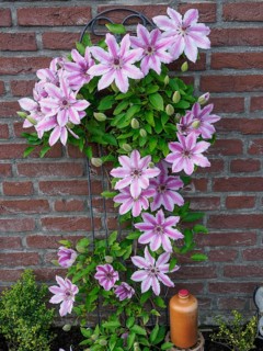 Lush pink clematis flowers on a brick wall, surrounded by green leaves, with a decorative climbing