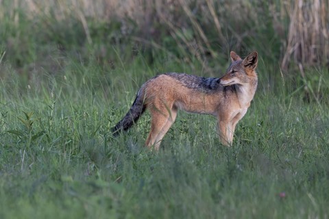 Black-backed jackal (Lupulella mesomelas, synonym: Canis mesomelas), Qwabi Private Game Reserve,