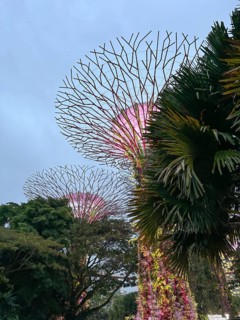 Futuristic supertrees with bright purple in a garden at dusk, singapore
