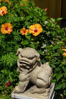 Stone lion statue surrounded by blooming hibiscus flowers in a sunny garden, penang, malaysia