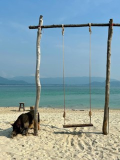Lonely wooden swing seat on the beach with sea view, pig in the foreground, koh samui, thailand