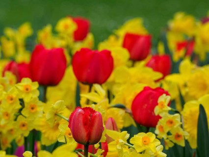 Bright red tulips among yellow daffodils forming a lively floral pattern, Borken, westphalia,