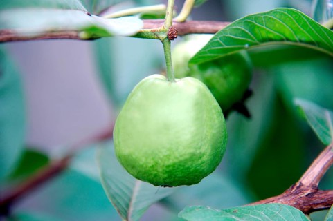 Guava Fruit on Plant