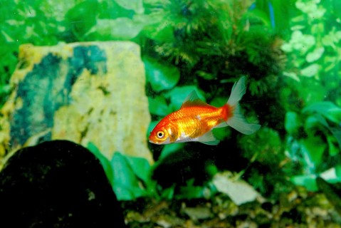Goldfish in water
