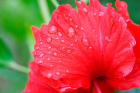 Red hibiscus flower