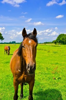 Horse portrait