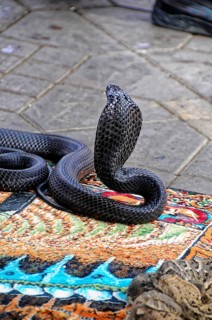 UNESCO World Heritage Site, Marrakech, Morocco, A black cobra on a carpet in a traditional snake