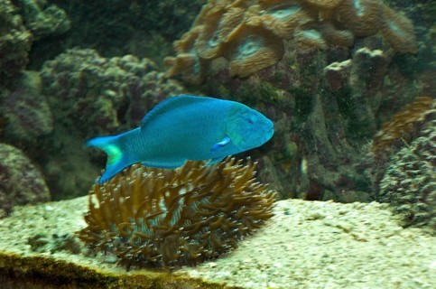 Moon Wrasse fish blue, Green Island, Cairns, Queensland, Australia, Oceania