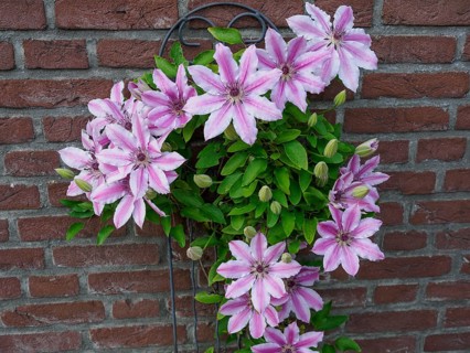 Delicate pink clematis flowers in front of a brick wall, spreading out decoratively on a climbing
