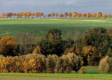 Büren, avenue near the Wewelsburg castle in autumn