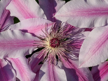 Detailed close-up of a clematis flower, borken, westphalia, münsterland