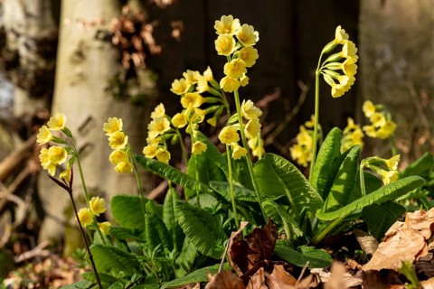 Group of Common cowslips (Primula veris) with yellow flowers in a spring forest, North