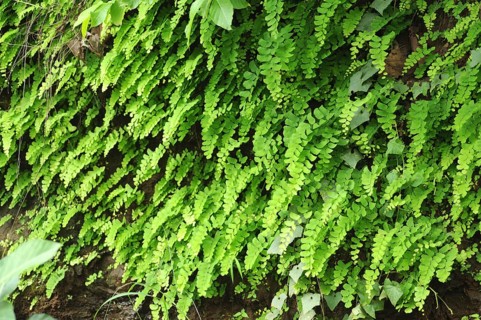 Rain leaves in garden fine art shot