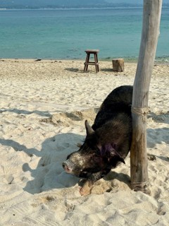 A pig resting next to a wooden pole on the beach overlooking the sea, koh samui, thailand