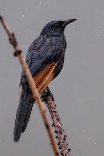 Red-winged Starling (Onychognathus morio) male, Qwabi Private Game Reserve, Biosphere Reserve,