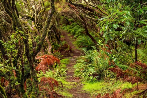 Winding forest path surrounded by green nature, ferns and moss-covered laurel trees, Madeira,