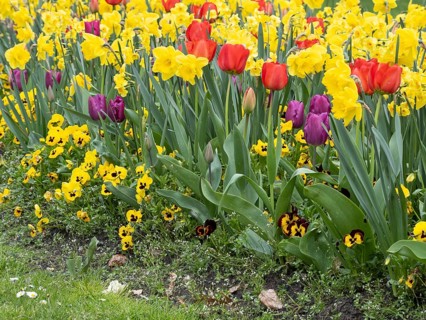 A flower bed with red and purple tulips and yellow daffodils in a meadow, Borken, westphalia,