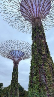 Two tall supertrees with vegetation at dusk under a cloudy sky, singapore