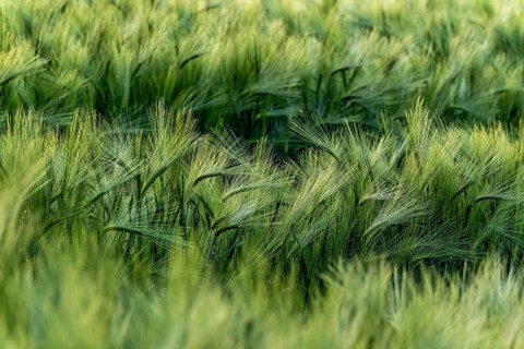 Green grain field (barley, Hordeum vulgare) with ears gently swaying in the wind, full-format,