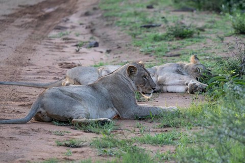 Lioness and lion (Panthera leo) pair, Qwabi Private Game Reserve, Biosphere Reserve, Limpopo, South