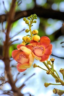 Cannon ball couroupita guianensis known nagalingam