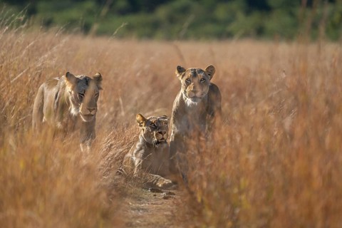 3 Lionesses (Pantera leo) standing in a path. Low angle picture of the wild animals looking into
