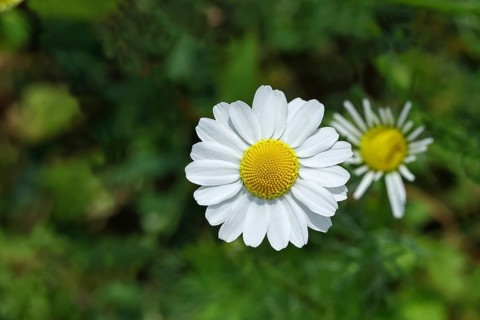 Matricaria chamomilla (Matricaria chamomilla), flowers, medicinal plant, Wilnsdorf North