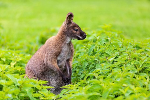 Red-necked wallaby or Bennett's wallaby (Macropus rufogriseus) sits amidst of a field of stinging