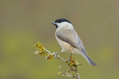 Marsh tit (Parus palustris), sitting on a branch overgrown with lichen, Wildlife, Animals, Birds,