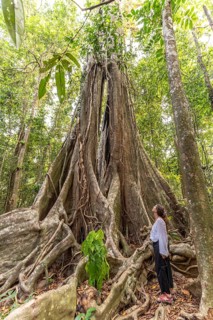 Tourist marvelling at the jungle giant Makayuk, The Old Tree in the jungle of the island of Ko Kut