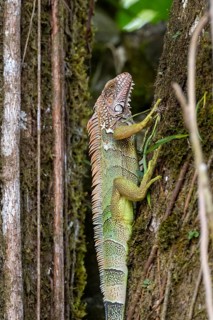 Green iguana (Iguana iguana) on a tree trunk, Osa Peninsula, Puntarena Province, Costa Rica,