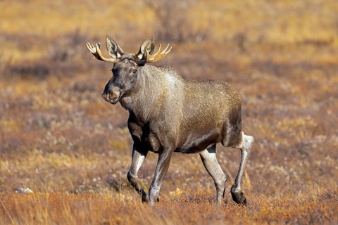 Moose, elk (Alces alces), young bull, male with small antlers foraging on the tundra in autumn,